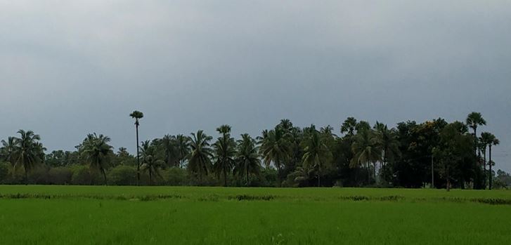 Comparative Analysis of Energy Requirement in the Zero Budget Natural Farming (ZBNF) and Non-ZBNF Method