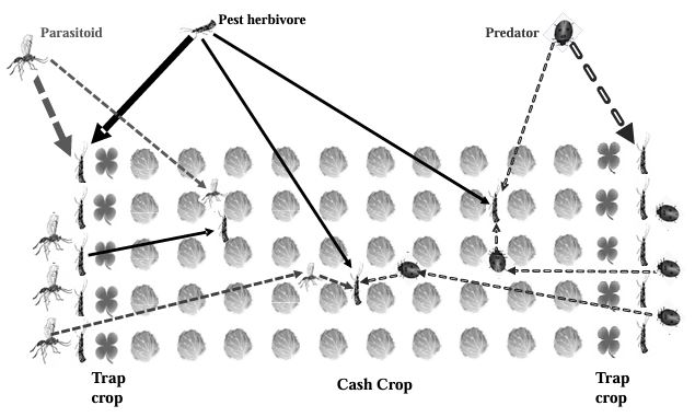 Effects of Increased Crop Diversity using trap crops, flowering plants and living mulches on vegetable insect pests