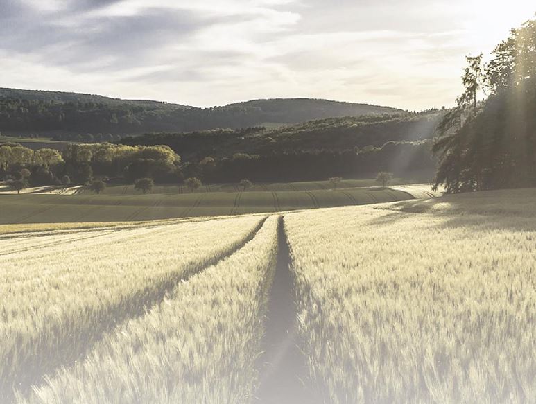 Life Cycle Assessment of ZBNF and Non-ZBNF: A Study in Andhra Pradesh