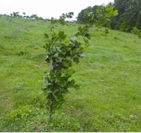 Revisiting Indigenous Farming Knowledge of Jharkhand (India) for Conservation of Natural Resources and Combating Climate Change