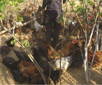 Documenting the Agriculture-Based Indigenous Traditional Knowledge in Manipur State of North Eastern India