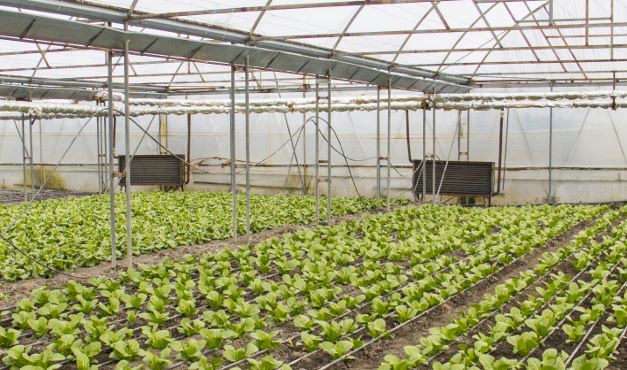 A New Paradigm for Indian Agriculture: From Agroindustry to Agroecology