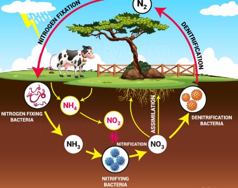 Nutrient Cycling and Soil Health in Organic Cropping Systems: Importance of Management Strategies and Soil Resilience