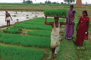 Assessing the Impact of System of Root Intensification Method of Natural Farming in Gaya District of Bihar