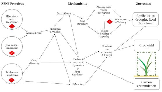 Impact of Zero Budget Natural Farming on Crop Yields in Andhra Pradesh, SE India