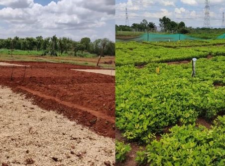 Peer-Reviewed Publications on Andhra Pradesh Community Managed Natural Farming (APCNF)