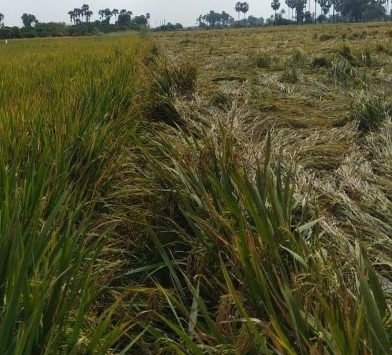 Can Zero Budget Natural Farming Deal with the Calamitous Effects of Floods and Cyclones? Evidence from Titli and Pethai Cyclones in Andhra Pradesh, India